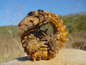 armadillo girdled lizard