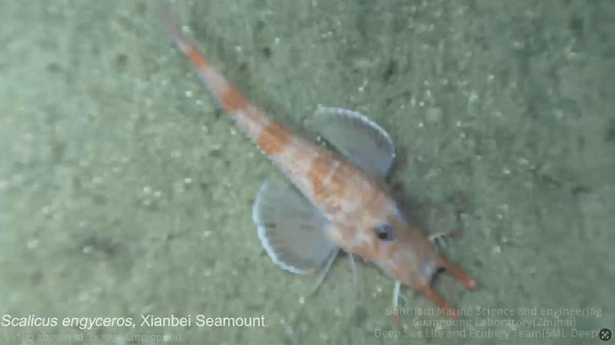 Photo: Discoverwildlife Scalicus engyceros: Deep-Sea Fish Walks Backwards for First Time