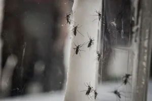 Mosquitoes Mosquitoes