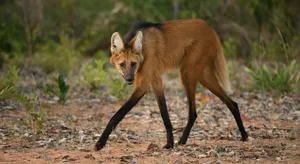 Maned Wolf Maned Wolf walks on trail Cerrado, Brazil