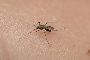 Macro View of a Mosquito on Skin Feeding on Blood Close-up view of a mosquito resting on human skin.