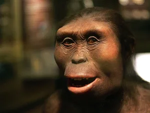 Chicagos Field Museum Opens New Exhibit On Evolution CHICAGO - MARCH 07: The face of "Lucy," an Australopithecus afarensis and part of the "Evolving Planet" exhibit, is displayed at the Field Museum March 7, 2006 in Chicago, Illinois. The new exhibit, which opens to the public March 10, presents the evolution of life, taking a visitor through a four-billion-year journey. (Photo by Tim Boyle/Getty Images)
