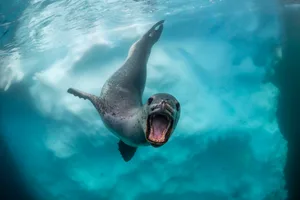 Leopard seal opening it’s mouth, Antarctica.