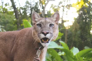 Wara the puma
