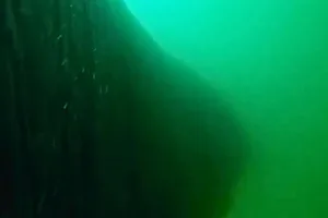 Humpback whale tag Humpback whale tag