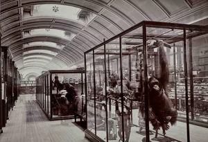 Upper Mammals Gallery 1911 Credit The Trustees of the Natural History Museum London Upper Mammals Gallery Natural History Museum London