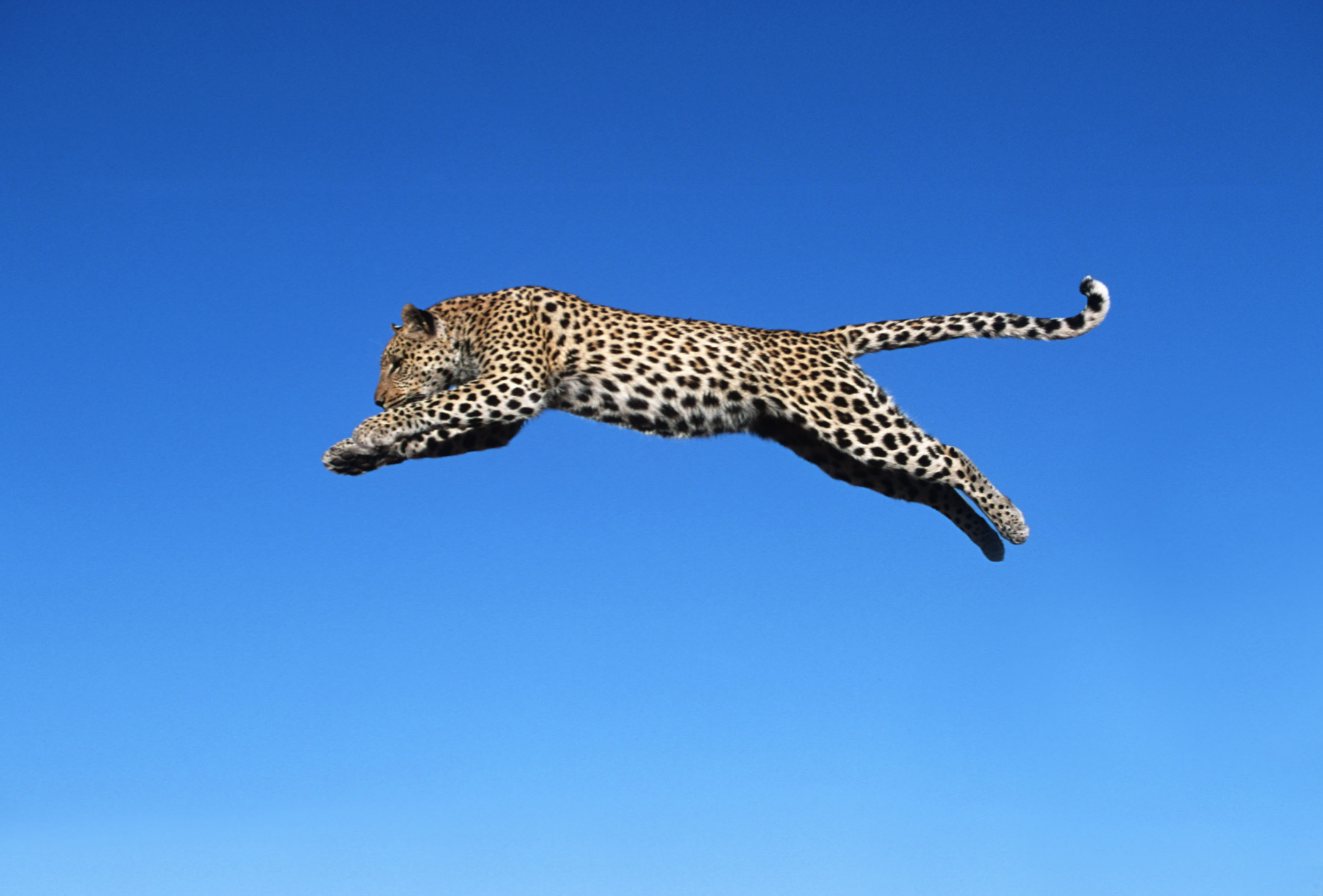 最終値下げ‼️*786　ヒョウ　ブロンズ像　RUNNING LEOPARD Record-breaking runs, swimming successes and theatrical tussles