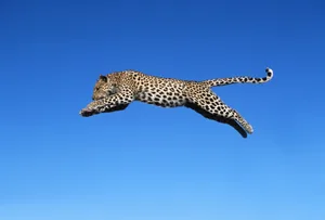 LEOPARD JUMPING. PANTHERA PARDUS. – LARGEST OF AFRICA S SPOTTED CATS. – NAMIBIA. A leopard leaping across the blue sky