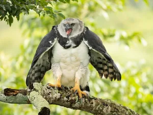 Harpy Eagle Harpy Eagle, Harpia harpy, perching, Brazil, South America