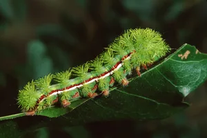 Io Moth Caterpillar (Automaris Io) Green spiny caterpillar on leaf