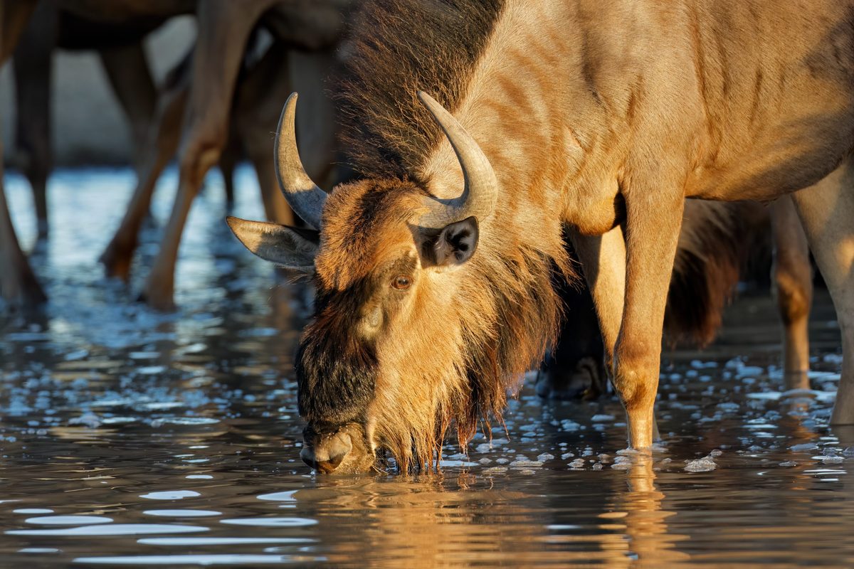 Watch agonising BBC footage of deadly crocodiles attacking animals oblivious to the danger – not once, but twice... You will be yelling at the screen | Discover Wildlife
