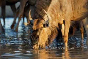 Blue wildebeest drinking at the river on the great migration Blue wildebeest drinking at the river on the great migration
