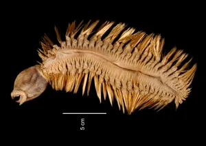 Eulagisca_gigantea