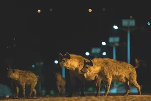 hyena in the city