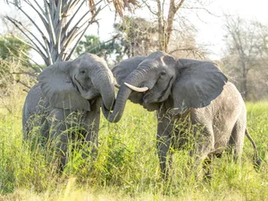 Two elephants stand close together with their trunks touching. This behaviour is typically accompanied by “Greeting” rumbles. Credit ElephantVoices Two elephants stand close together with their trunks touching. This behaviour is typically accompanied by “Greeting” rumbles. Credit ElephantVoices