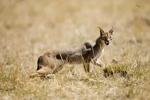 Caracal striding in the wild. A caracal stalking through the savannah
