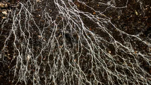 Champignon Mushroom Mycelium And Microorganisms Life in the Ground While Watering. Life Underground Champignon mushroom Mycelium