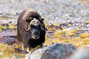 Musk ox, Ovibos moschatus, looking over the rocks of the mountainside tundra of Geologfjord, in Northeast Greenland National Park. A herbivore that feeds on the moss and lichens of their habitat. Musk ox in Northeast Greenland National Pak