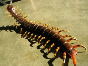 World’s biggest centipede World's biggest centipede