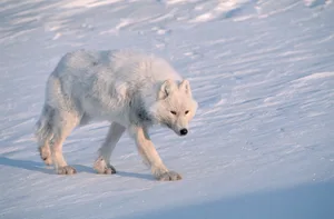 Arctic Gray Wolf Walking on Snow Arctic Gray Wolf
