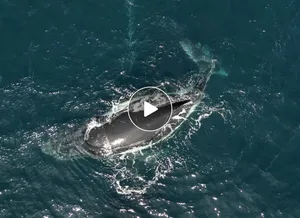 Whale rescue Whale rescue