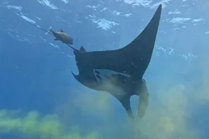 Manta ray pooping Manta ray pooping