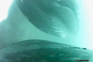 Untitled (600 x 400 px) – 1 Humpback whales collaborative benthic hunting