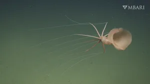 MBARI_BigfinSquid_D1510_02_logo Bigfin squid
