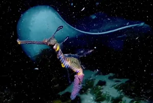 Weedy seadragon and smooth stingray in Australia Weedy seadragon and smooth stingray in Australia