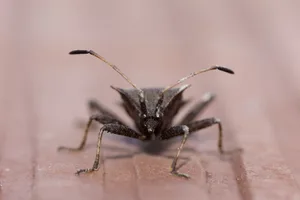 Bedbug Animal themes