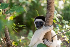 Rainforest animal Verreaux’s sifakas Rainforest animal Verreaux’s sifakas