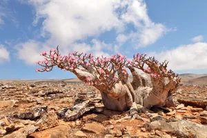 Bottle tree in flower – endemic of Socotra Island Bottle tree Socotra