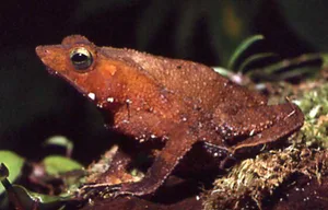 Rhinella proboscidea Rhinella proboscidea