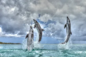 bottlenose dolphins leaping – GettyImages-536046775 Bottlenose dolphins leaping out of the water, Caribbean Sea, Roatan, Bay Islands, Honduras
