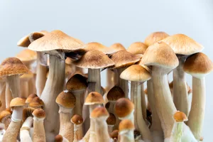Psilocybin mushrooms Psilocybin mushrooms