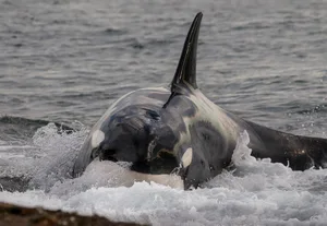 Orca hunting sea lions Killer whale , hunt stranding, in Patagonia