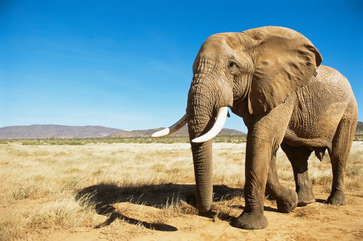 why-are-huge-animals-so-darned-rare-discover-wildlife