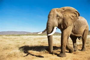 the heaviest land animal An African elephant, the heaviest land animal