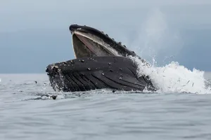 Humpback Whale Lunge Feeding Baleen whale feeding