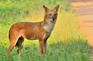 Indian wild dog safique/ Getty Images