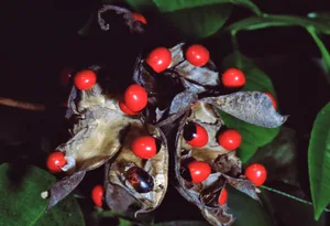 Rosary Pea Wildflower (Abrus Precatorius) Weber/Getty Images