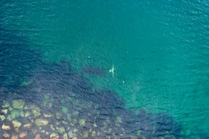 Aerial view of a bowhead whale, Balaena mysticetus, as it feeds in shallow water along a rocky coastline, Sea of Okhotsk, eastern Russia. Bowhead whale guide