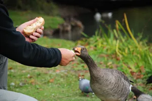 Duck feeding Feeding ducks in the park
