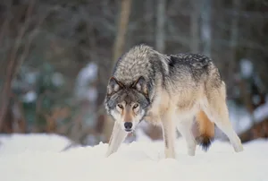 Biggest wolf Biggest wolf