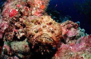Reef stonefish, Synanceia verrucosa, Maldives Island, Indian Ocean, Ari Atol Ulstein Bild/ Getty Images