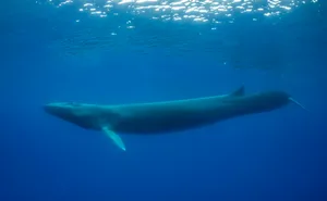 Fin whale swimming just under the surface, with another fin whale in the background. In this image you can see the characteristic black color of the left side of the jaw. Image was taken in the waters offshore from Pico Island in the Azores under special permit issued by the Regional Government of the Azores.