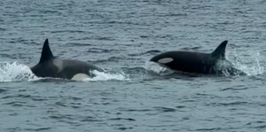 group of orcas hunti ng dolphins