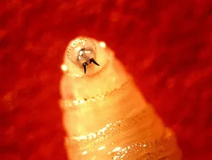 Screwworm_larva John Kucharski, Public domain, via Wikimedia Commons