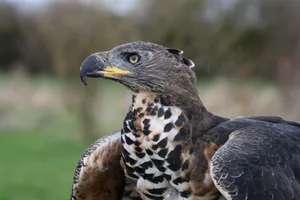 Crowned Eagle (Stephanoaetus coronatus) Close up of the crowned eagle, also known as the African crowned eagle or the crowned hawk-eagle.