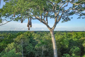 Oropendola bird nests hanging from tall trees in the Peruvian Amazon Oropendola bird nests hanging from tall trees in the Peruvian Amazon.